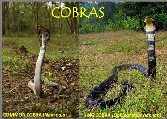 Ular Berbisa Itu King Cobra, Lah Kalau Cobra ??