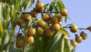 Buah Asli Indonesia Ini Berpotensi Selamatkan Bumi #IniIndonesiaku