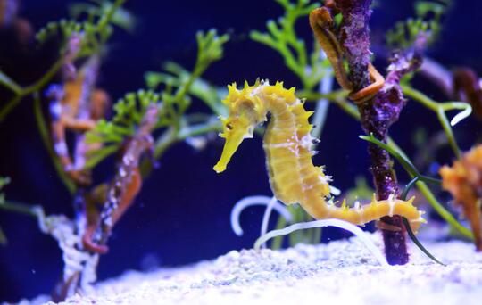 10 Fakta Unik Tentang Kuda Laut Hewan Bawah Air Yang Paling Setia