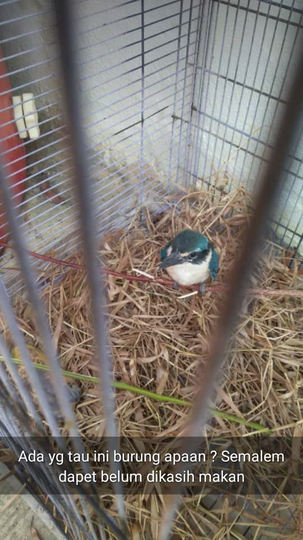 Yang Tanya Masuk Sini Semua Burung Page 233 Kaskus