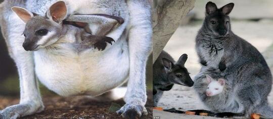 Bukan Hanya Kangguru 5 Hewan Ini Juga Punya Kantong Di Perutnya