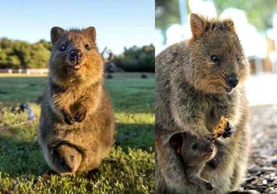 5200 Gambar Hewan Kangguru Dan Koala Terbaru