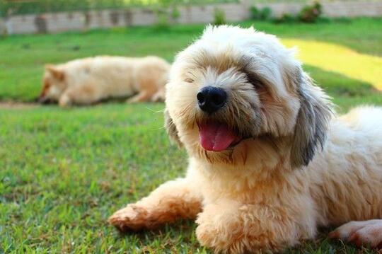 860 Gambar Kartun Anjing Menggonggong Terbaik Gambar Kantun