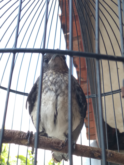 Yang Tanya Masuk Sini Semua Burung Page 2 Kaskus