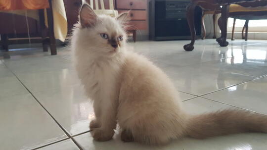 Kucing Himalaya Kaskus