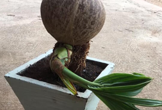 Gambar Cara Membuat Bonsai Kelapa Dari Awal Sampai Akhir ...