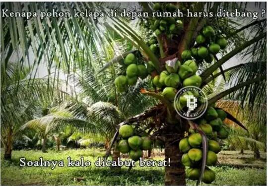 Kenapa Pohon Kelapa Di Depan Rumah Harus Ditebang Yakin Bisa Jawab Pertanyaan Ini ? Awas Salah Paham ! | KASKUS