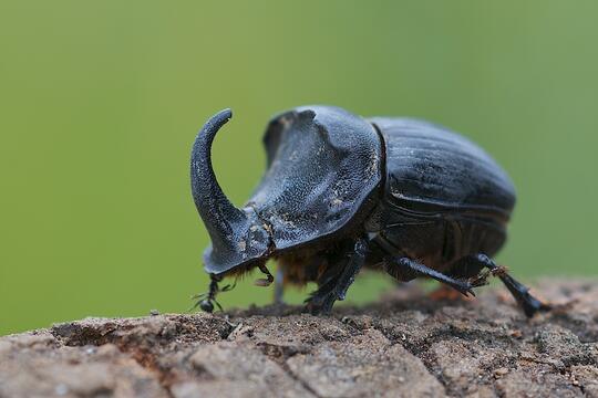 WOW! Inilah Dung Beetle,Salah satu "MAHLUK" Darat Terkuat Yang ada di Bumi!
