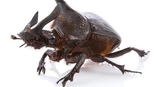 WOW! Inilah Dung Beetle,Salah satu "MAHLUK" Darat Terkuat Yang ada di Bumi!