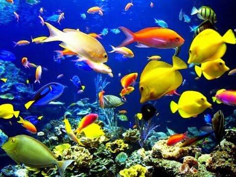 Inilah 9 Ikan Yang Bercampur Namanya Dengan Hewan Lain Gan !