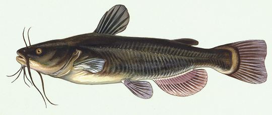Inilah 9 Ikan Yang Bercampur Namanya Dengan Hewan Lain Gan !