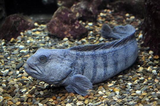 Inilah 9 Ikan Yang Bercampur Namanya Dengan Hewan Lain Gan !