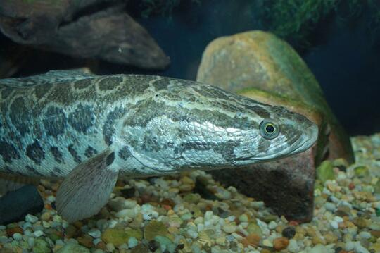 Inilah 9 Ikan Yang Bercampur Namanya Dengan Hewan Lain Gan !