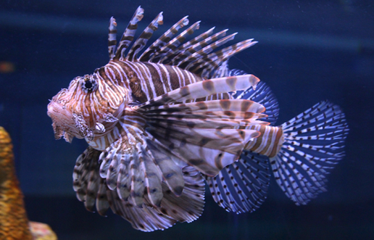 Inilah 9 Ikan Yang Bercampur Namanya Dengan Hewan Lain Gan !