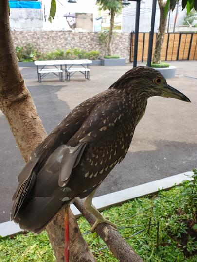 Balasan Dari Yang Tanya Masuk Sini Semua Burung Kaskus
