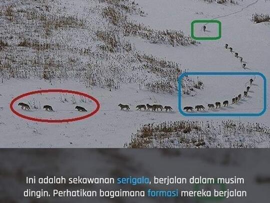 Ternyata Foto Formasi Serigala Berjalan yang Beredar Di Media Sosial Itu Hoax