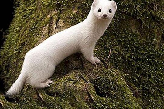 Musang Berbulu Putih Langka Yang Terlihat Di Turki Kaskus