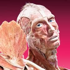Museum Mayat Body Worlds