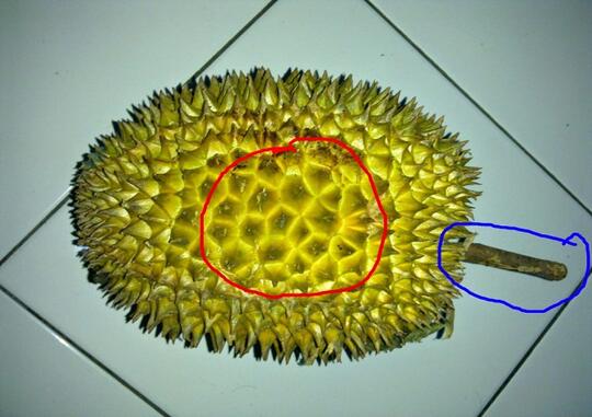 Tips memilih durian yang bagus dan manis