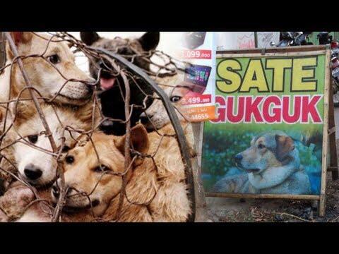 5 Negara Konsumsi Daging Anjing Tertinggi Di Dunia