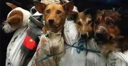 5 Negara Konsumsi Daging Anjing Tertinggi Di Dunia