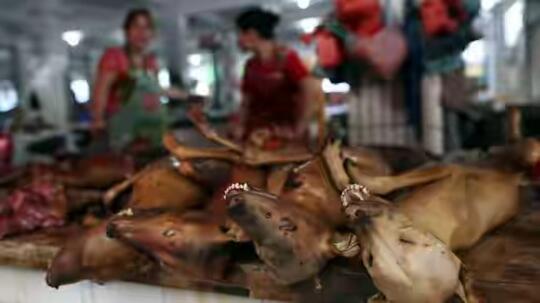 5 Negara Konsumsi Daging Anjing Tertinggi Di Dunia