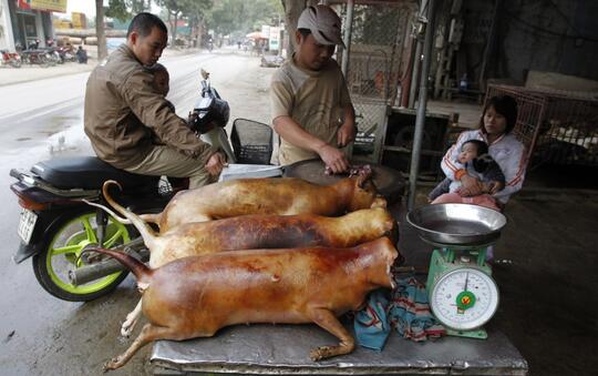 5 Negara Konsumsi Daging Anjing Tertinggi Di Dunia