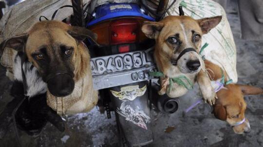 5 Negara Konsumsi Daging Anjing Tertinggi Di Dunia