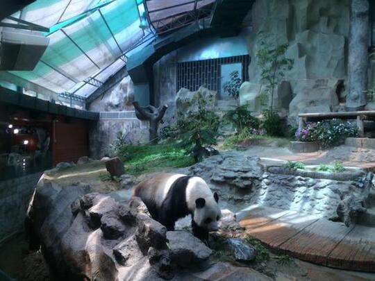 Chiang Mai Thailand: Ane Nginep di Hostel Rp45ribu dan Ketemu Panda