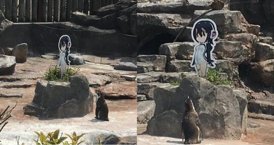 WADUH! Grape Kun,Seekor Penguin Yang Jatuh Cinta Sama "ANIME CANTIK"!
