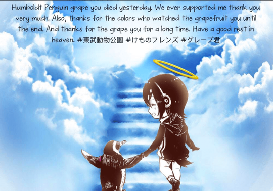 WADUH! Grape Kun,Seekor Penguin Yang Jatuh Cinta Sama "ANIME CANTIK"!