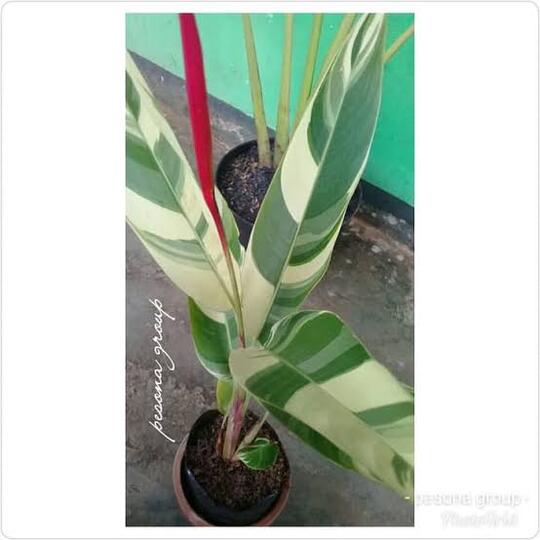 Pisang Unik, Cantik Dan Instagenik