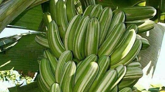 Pisang Unik, Cantik Dan Instagenik