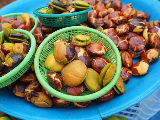 4 Menu Olahan Jengkol, Siapa yang Nggak Suka Sih?