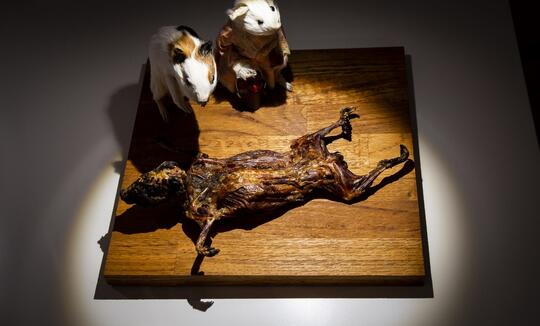 Makanan Paling Menjijikkan yang Dipamerkan di Disgusting Food Museum