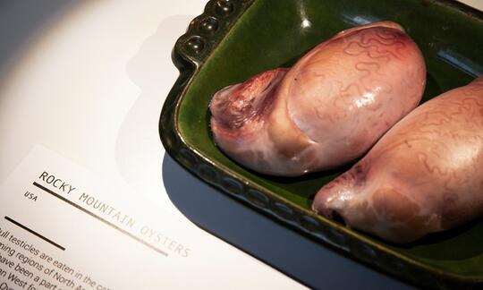 Makanan Paling Menjijikkan yang Dipamerkan di Disgusting Food Museum