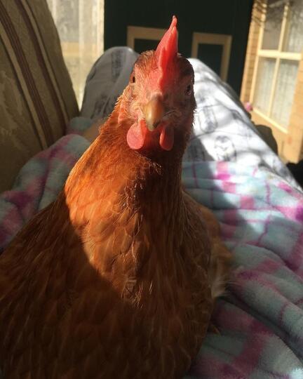 Wanita Cantik Ini Bersahabat Hingga Berkencan Dengan Ayam