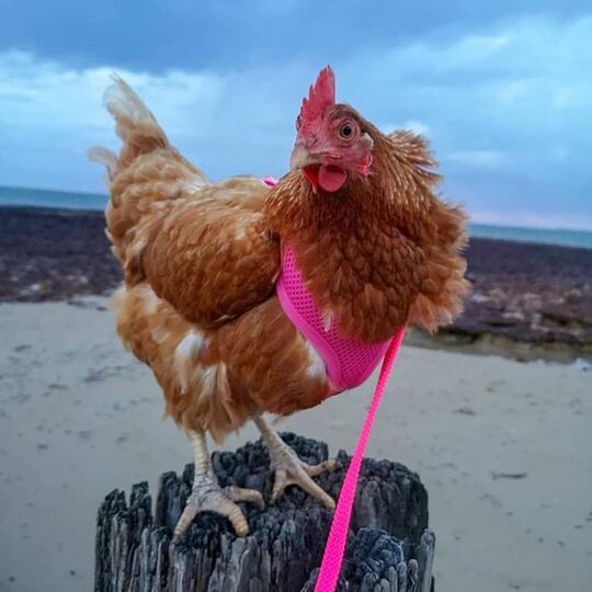 Wanita Cantik Ini Bersahabat Hingga Berkencan Dengan Ayam