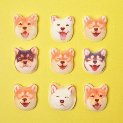 Terlalu Gemes, Marshmallow Shiba Inu Ini Bikin Nggak Tega Makannya