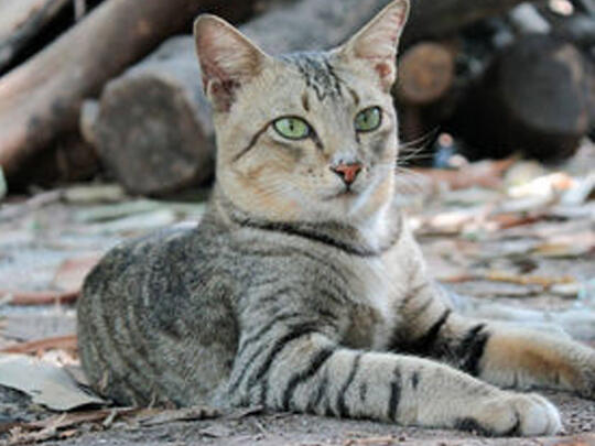 Asyiknya Memelihara Kucing Kampung  KASKUS