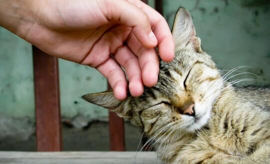 Ternyata Ini Alasan Kenapa Kucing Suka Banget Nempel-nempelin Kepalanya di Kaki Agan