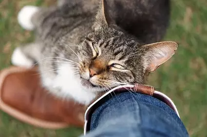 Ternyata Ini Alasan Kenapa Kucing Suka Banget Nempel-nempelin Kepalanya di Kaki Agan