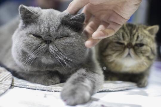 Ternyata Ini Alasan Kenapa Kucing Suka Banget Nempel-nempelin Kepalanya di Kaki Agan