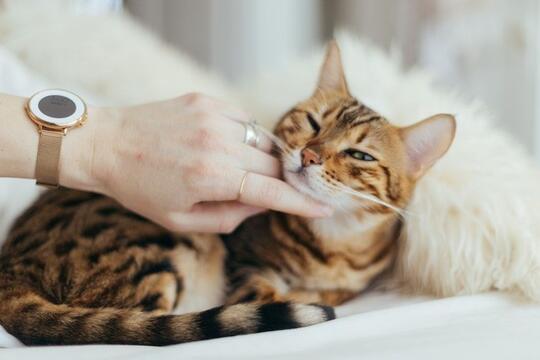 Ternyata Ini Alasan Kenapa Kucing Suka Banget Nempel-nempelin Kepalanya di Kaki Agan