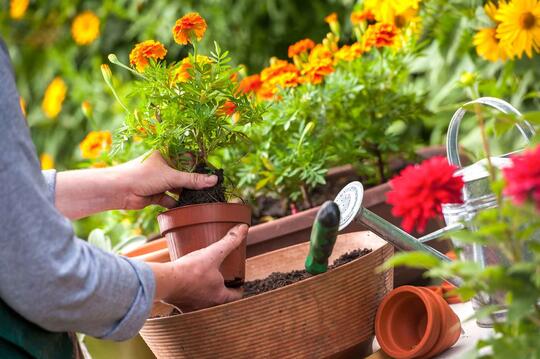 Kabar Gembira Buat Agan Sista yang Hobi Berkebun!