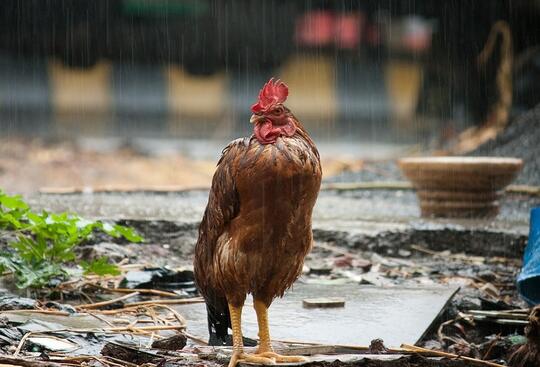 Ternak Ayam Broiler Di Musim Hujan Kaskus