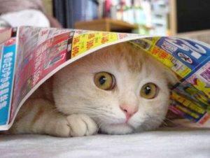 Bahasa Kucing yang Wajib Diketahui Jika Gan Sis Ngaku Cat Lovers!