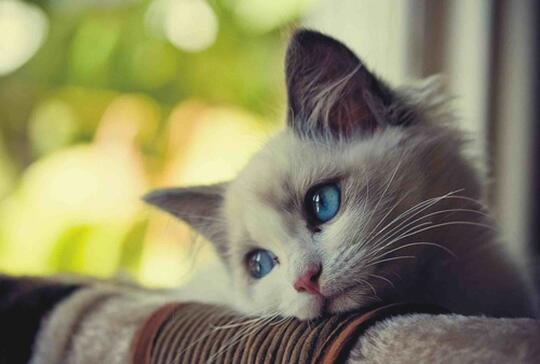 Bahasa Kucing yang Wajib Diketahui Jika Gan Sis Ngaku Cat Lovers!