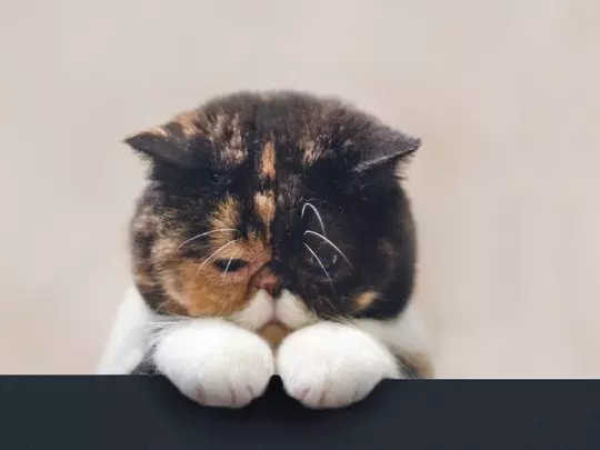 Bahasa Kucing yang Wajib Diketahui Jika Gan Sis Ngaku Cat Lovers!