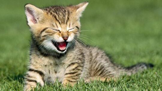 Bahasa Kucing yang Wajib Diketahui Jika Gan Sis Ngaku Cat Lovers!